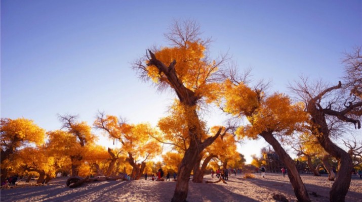 踏歌而行，文旅融合綻芳華——甘肅文旅產(chǎn)業(yè)集團(tuán)六年發(fā)展紀(jì)實(shí)